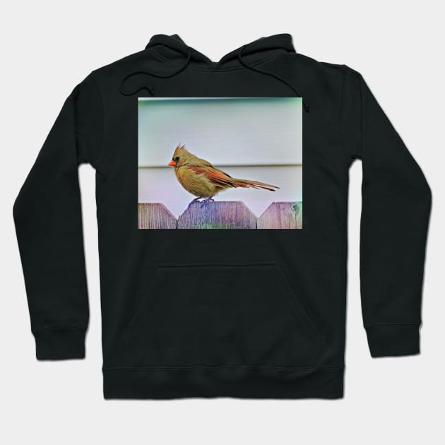 Bird Watching  2 Hoodie by kcrystalfriend